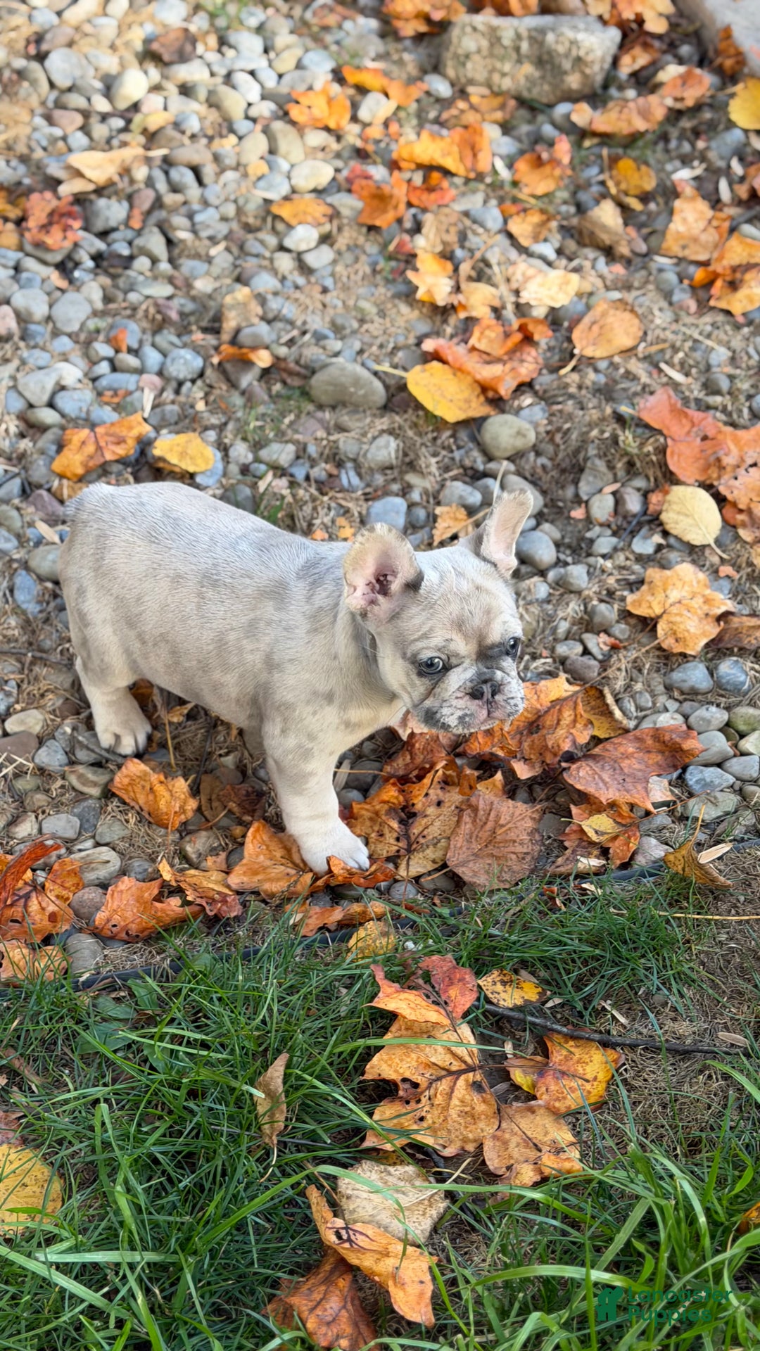 French Bulldog dogs for sale: French Bulldog Puppy 2 - Ad 2