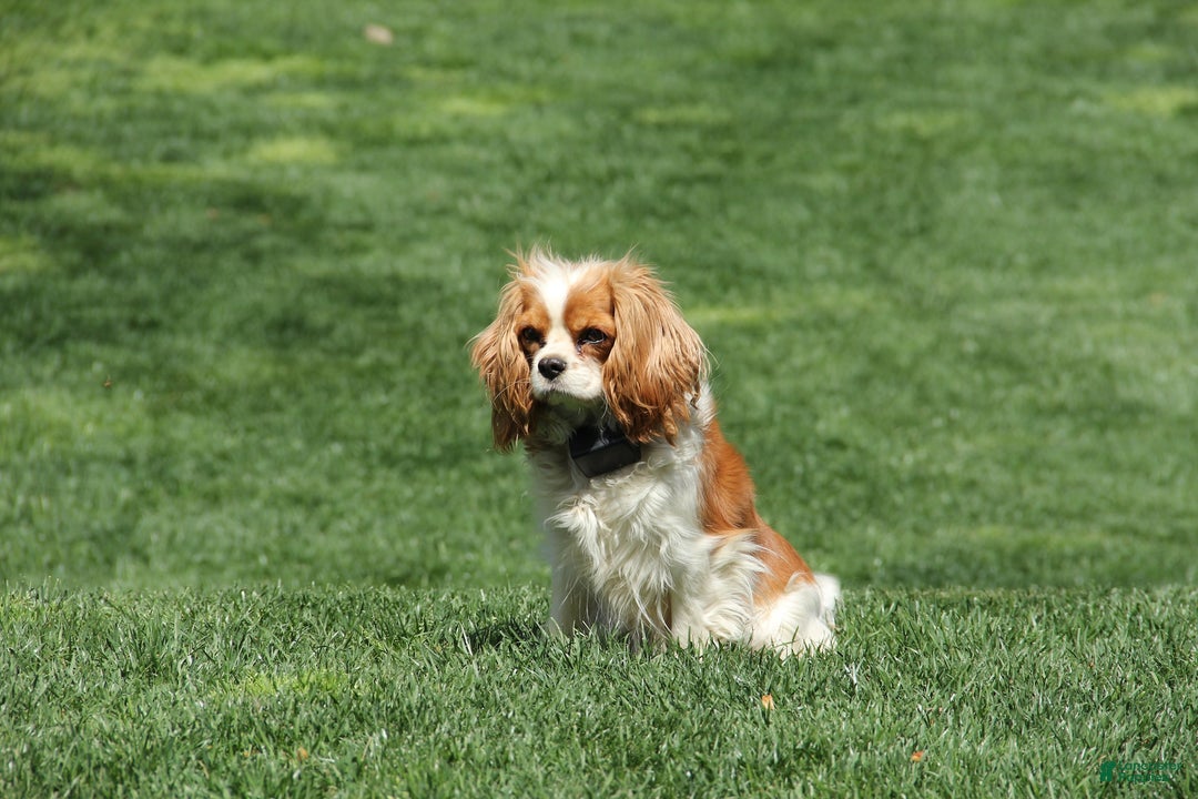 Cavapoo dogs for sale: Wren - Ad 23