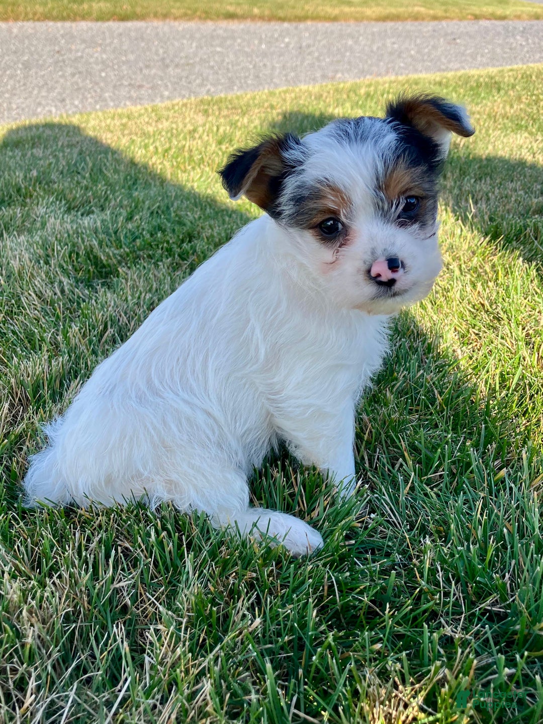 Yorkshire Terrier dogs for sale: Ava - Ad 4