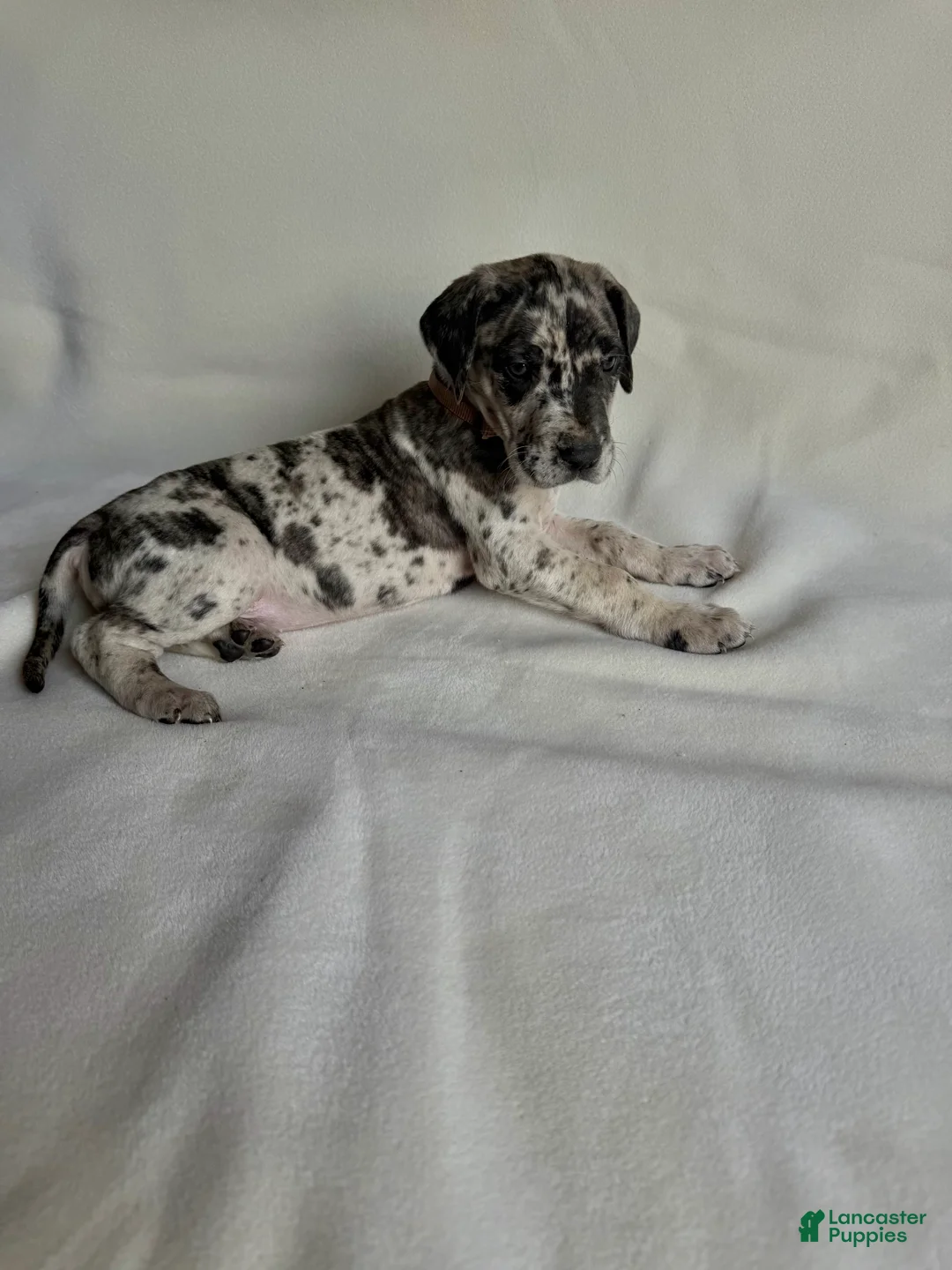 Great Dane dogs for sale: Kisses- peach - Ad 2