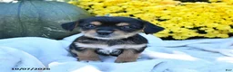 Mixed Breed dogs for sale: Charlie - Ad 1