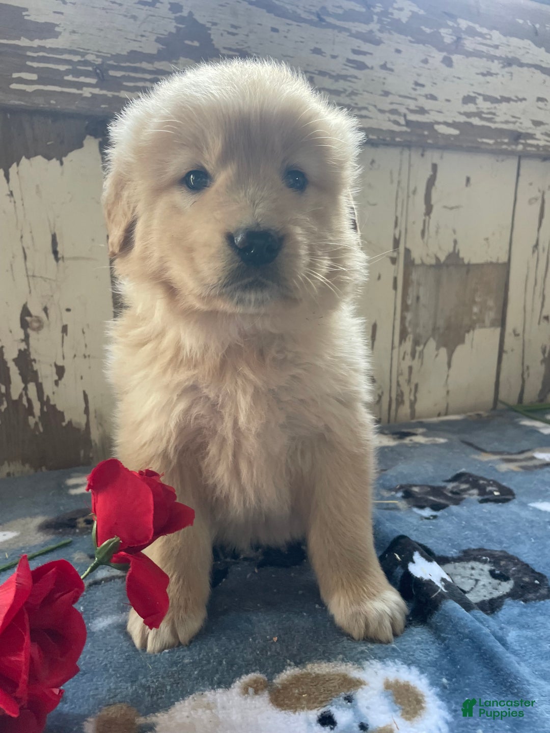 Mixed Breed dogs for sale: Willow - Ad 3