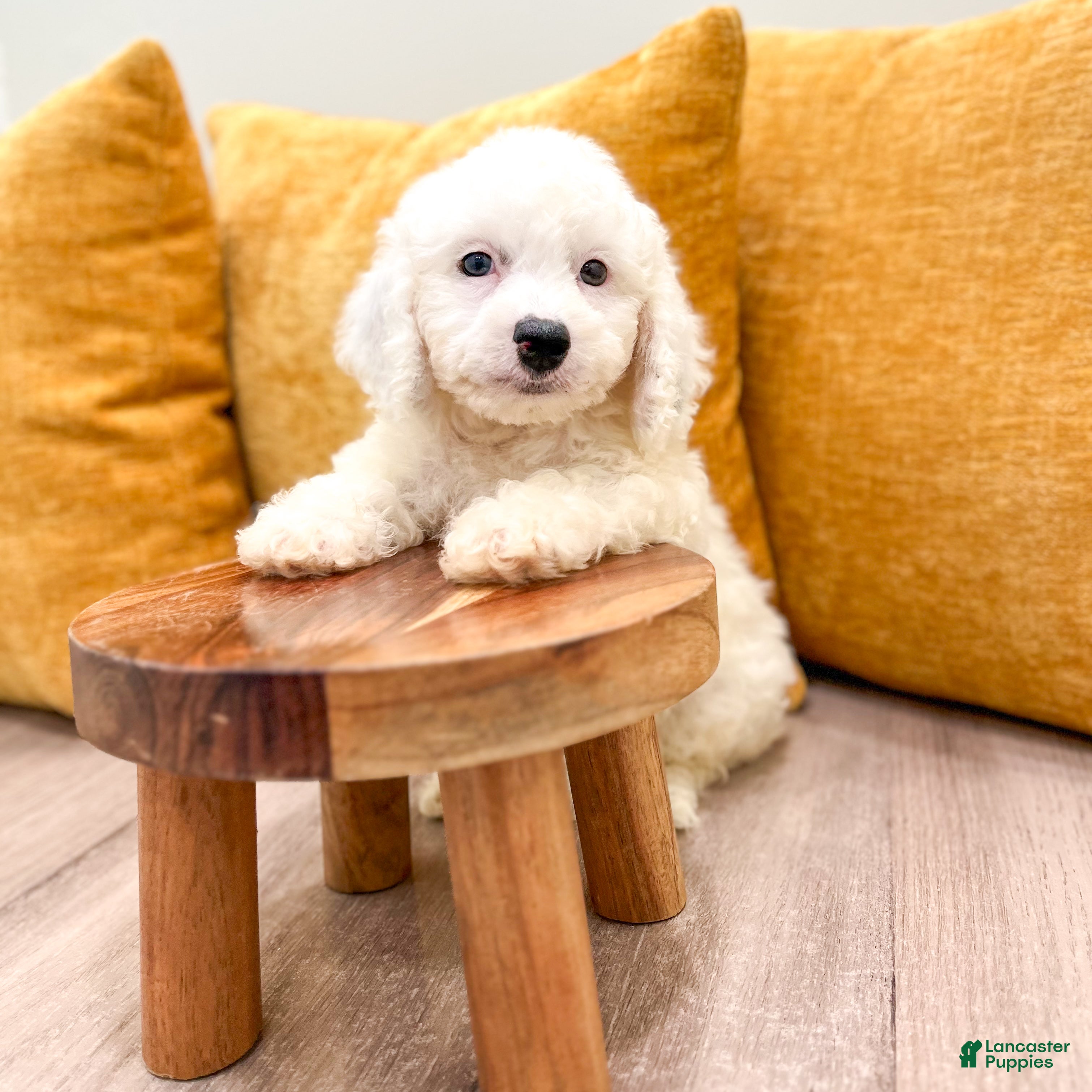 Miniature Poodle dogs Bubbles - Ad 1
