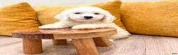 Miniature Poodle dogs for sale: Bubbles - Ad 1