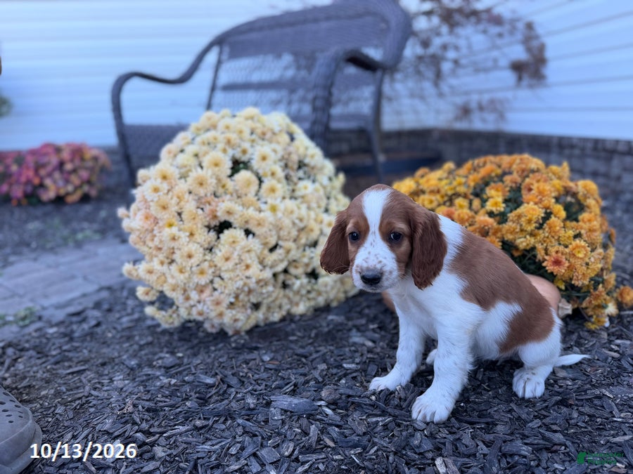 Welsh Springer Spaniel dogs for sale: Lori - Ad 2