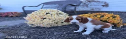 Welsh Springer Spaniel dogs for sale: Lori - Ad 2