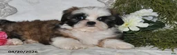 Shih Tzu dogs for sale: Chase - Ad 4