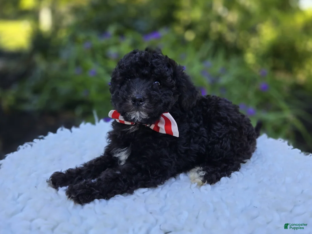 Mini Sheepadoodle dogs for sale: Todd - Ad 1