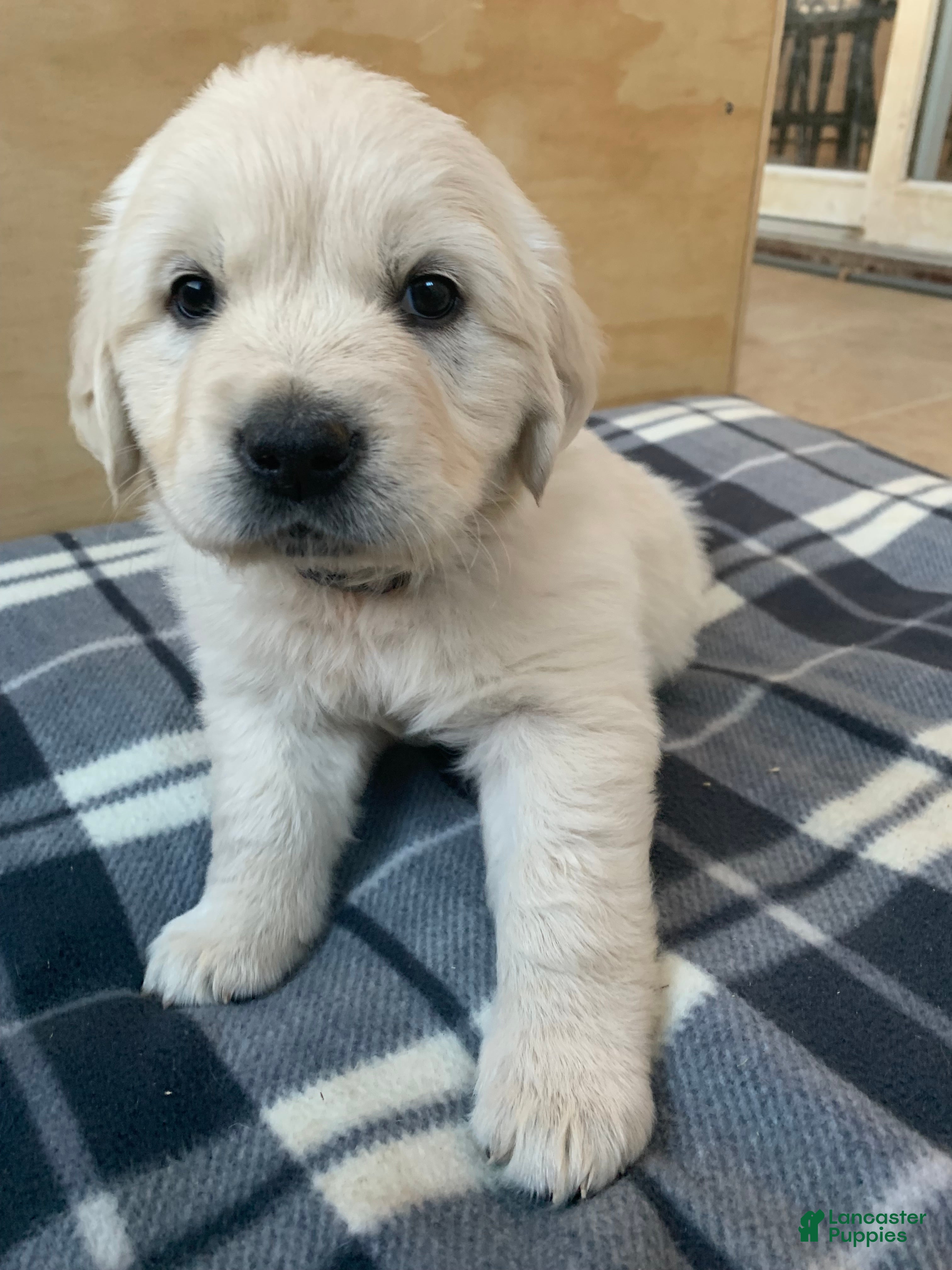 Golden Retriever dogs Violet - Ad 2