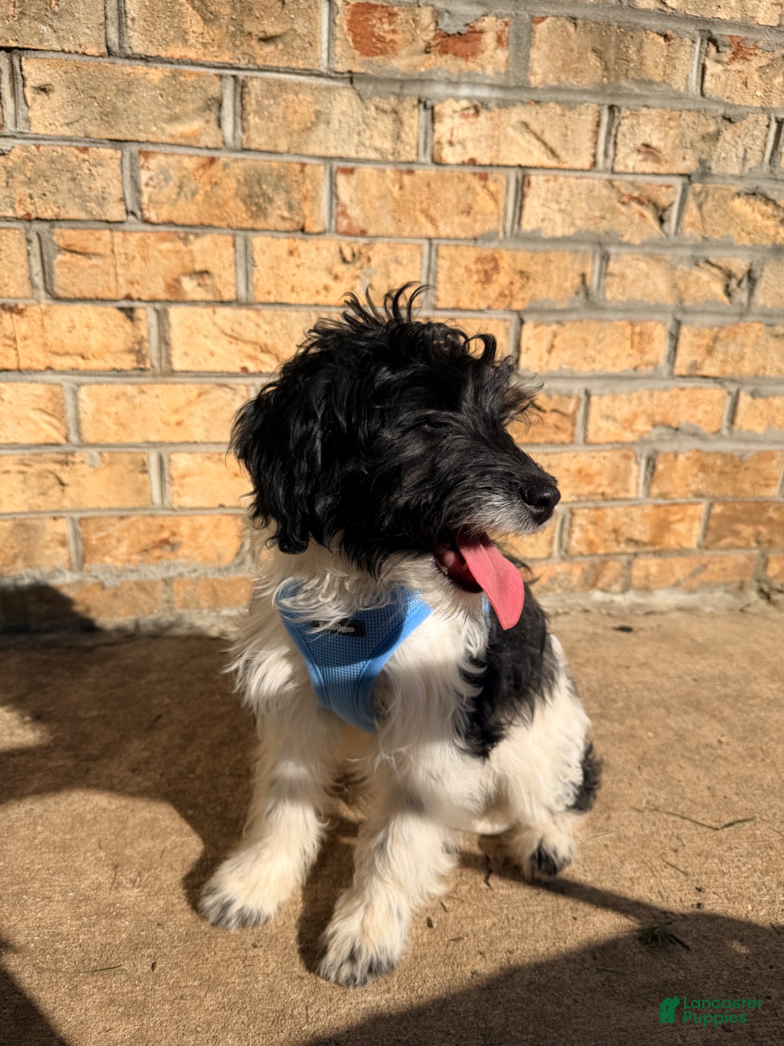 Sheltiedoodle dogs for sale: Shadow - Ad 8
