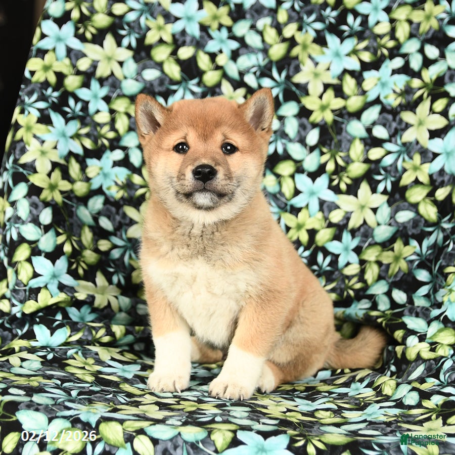 Shiba Inu dogs Zakota - Ad 9