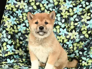 Shiba Inu dogs Zakota - Ad 9