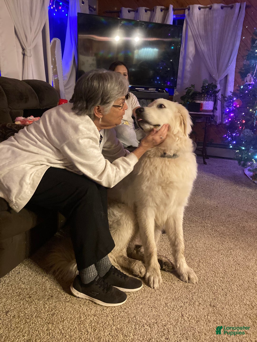 Great Pyrenees dogs for sale: Great Pyrenees Female Puppy - Pink - Ad 9