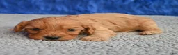 Cavapoo dogs for sale: Cavapoo 4 - Ad 7