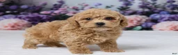 Bichpoo dogs for sale: Duke - Ad 3