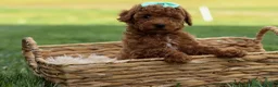 Miniature Poodle dogs for sale: Zaylee - Ad 26