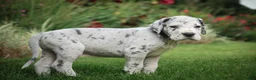 Great Dane dogs for sale: Benson Great Dane  - Ad 7
