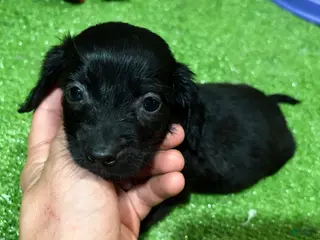Miniature Dachshund dogs Theo - Ad 16