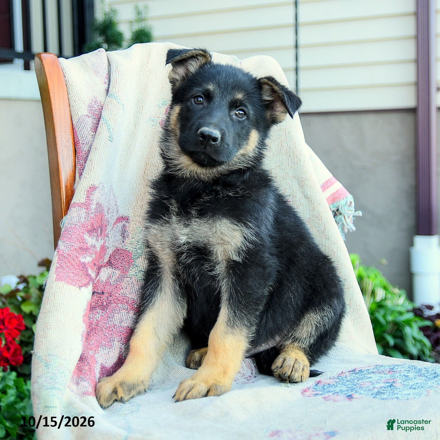 German Shepherd dogs Atlas - Ad 1
