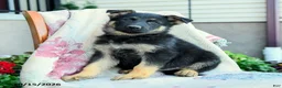 German Shepherd dogs for sale: Atlas - Ad 1