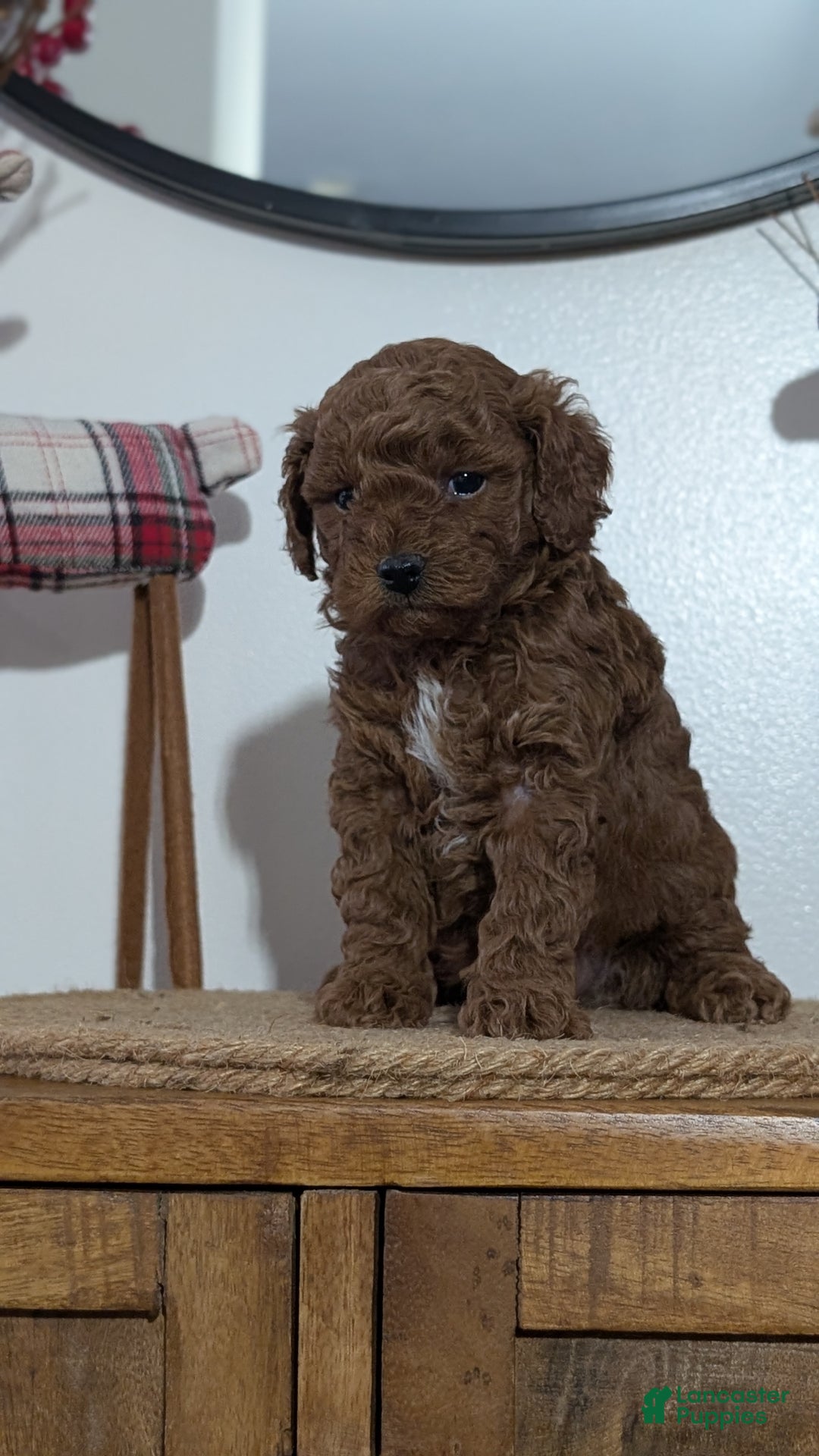 Miniature Poodle dogs for sale: Moby - Ad 11