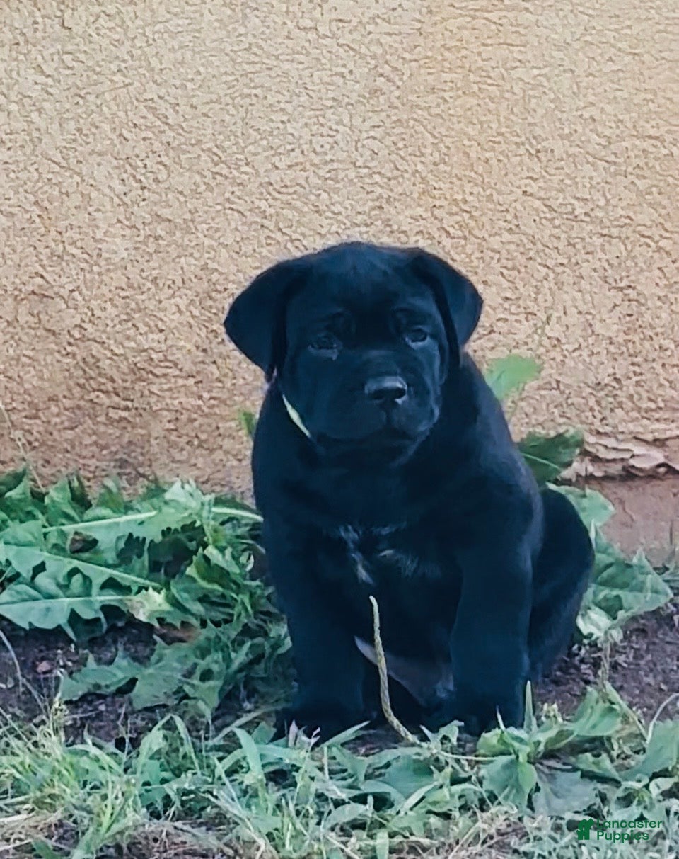 Cane Corso dogs Cane Corso Puppy 2 - Ad 32