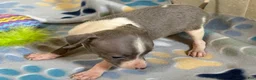 Italian Greyhound dogs for sale: Tiny Tot - Ad 5