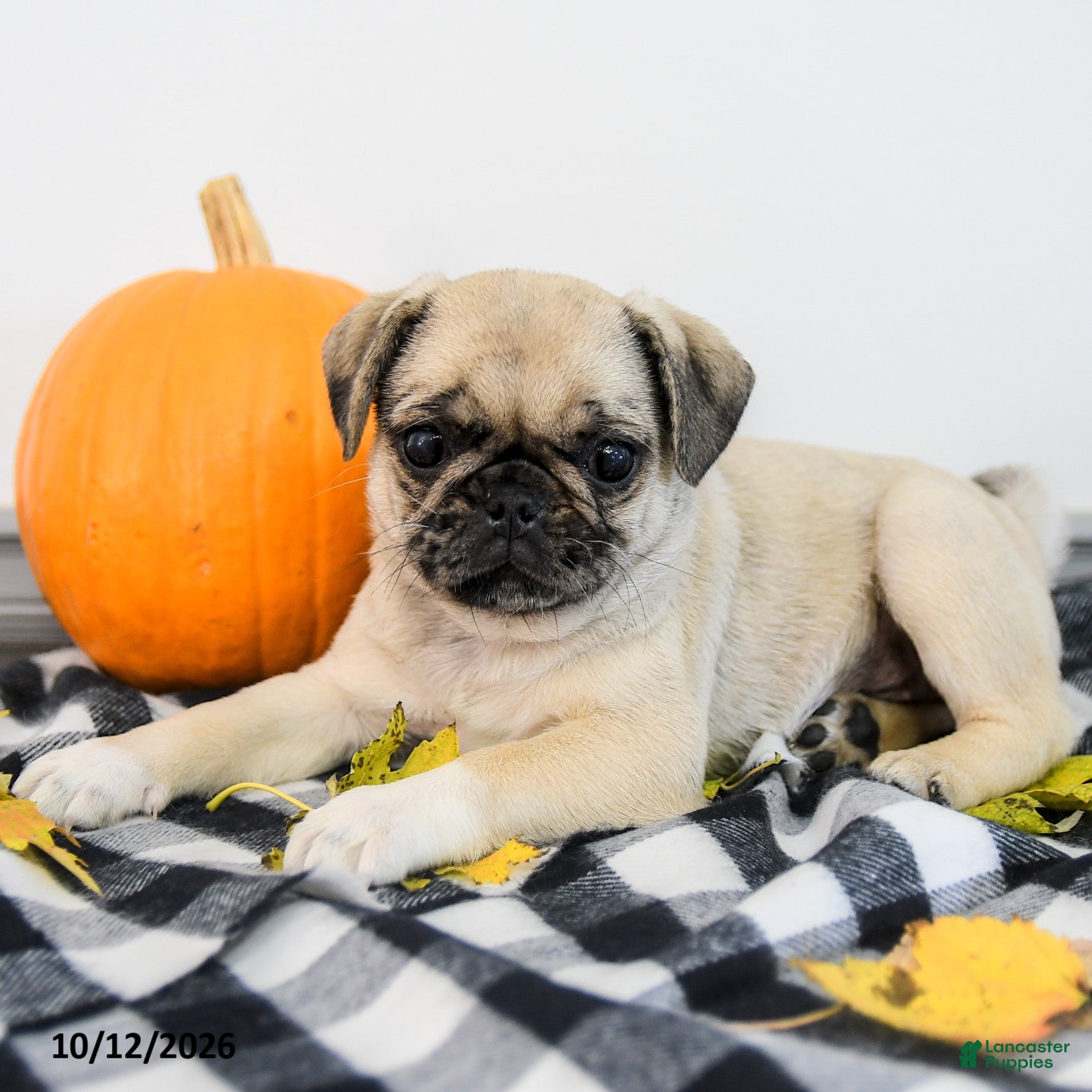 Pug dogs Poppy - Ad 2