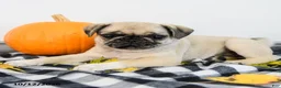 Pug dogs for sale: Poppy - Ad 2