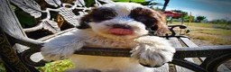 Havapoo dogs for sale: Nabisco - Ad 5