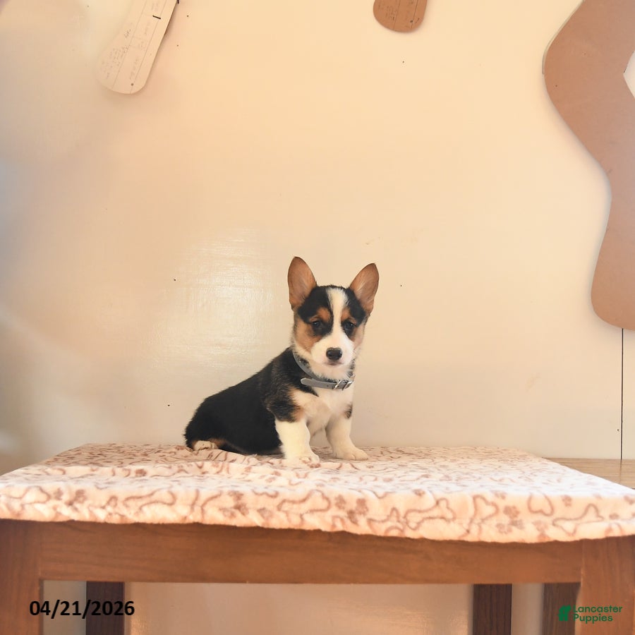 Welsh Corgi Pembroke dogs Samson - Ad 1