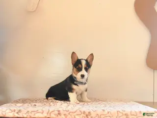 Welsh Corgi Pembroke dogs for sale: Samson - Ad 1