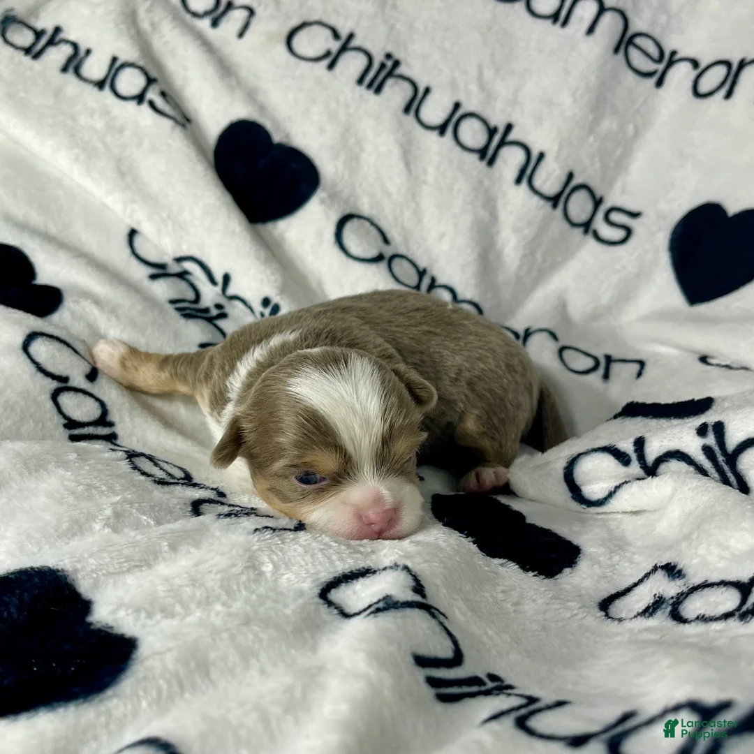 Chihuahua dogs for sale: Graham Lavender Long Coat - Ad 6