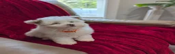 Pomapoo dogs for sale: Barker - Ad 3