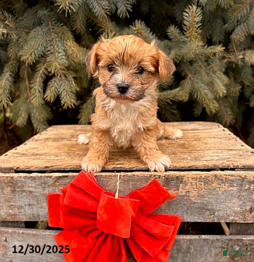 Morkie dogs for sale: Maple   - Ad 3