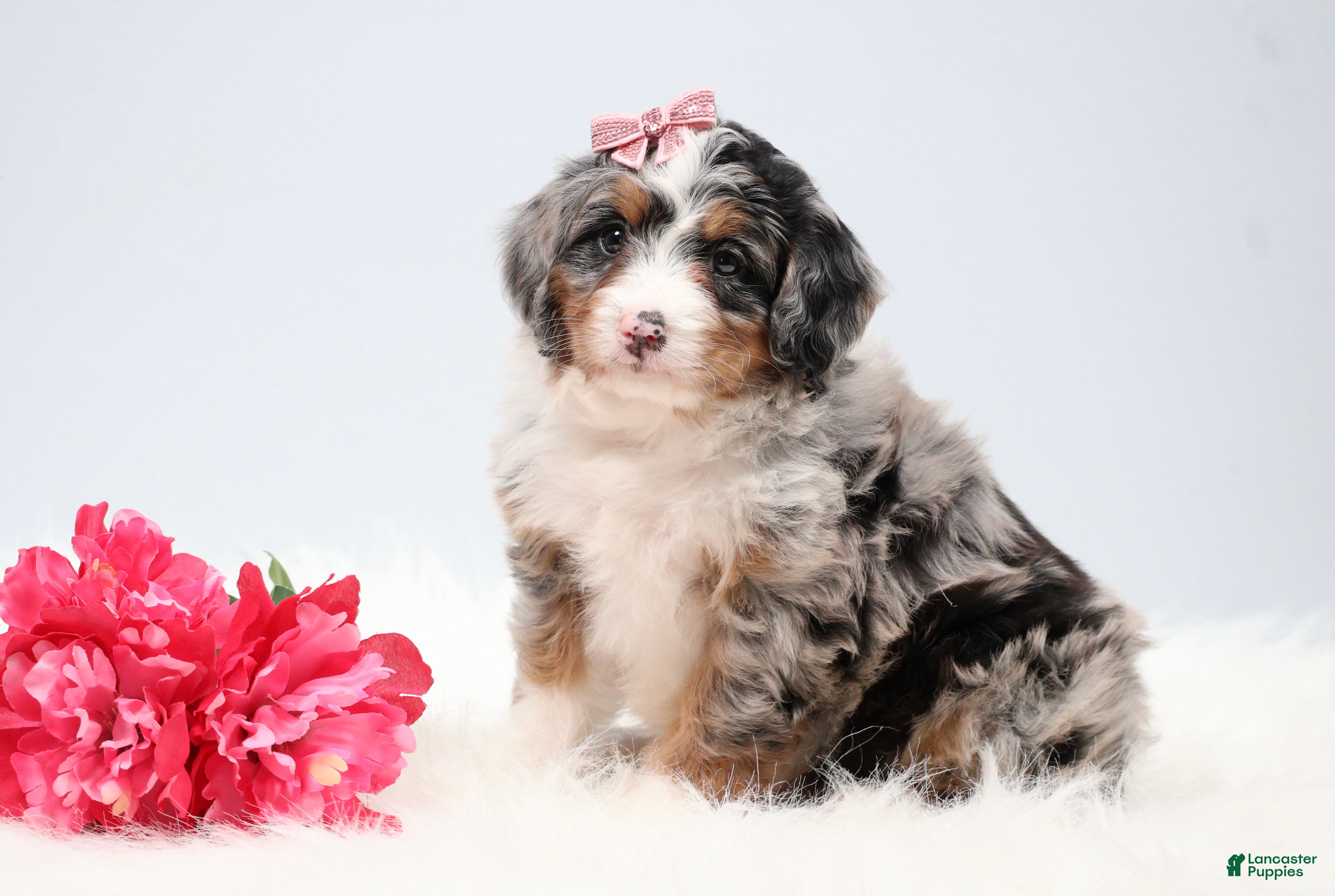 Mini Bernedoodle dogs Callie  - Ad 2