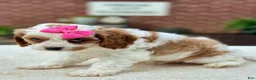 Cavapoo dogs for sale: Cavapoo 2 - Ad 5