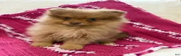 Pomeranian dogs for sale: Spice - Ad 3