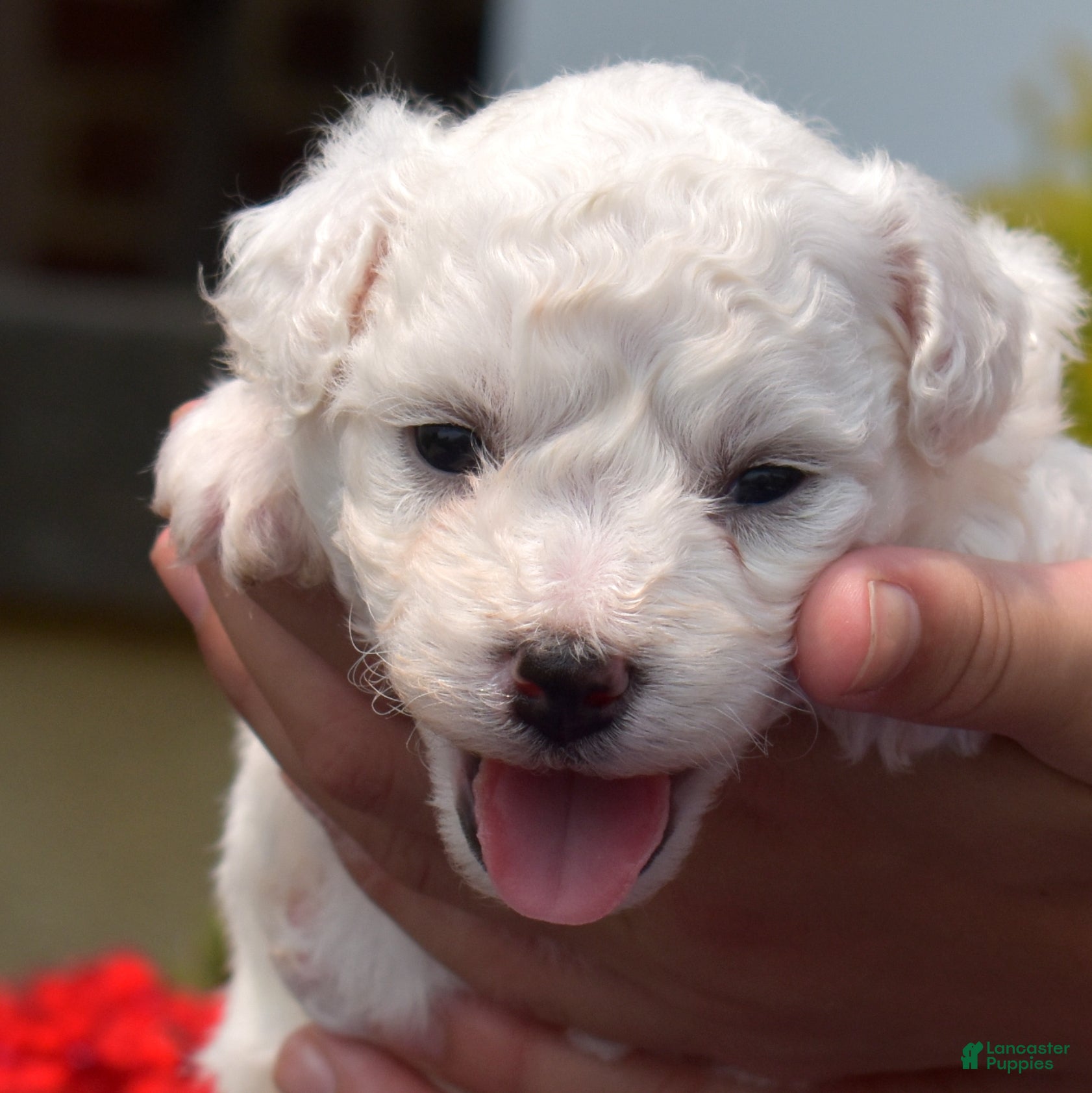 Bichon Frise dogs Holly - Ad 2