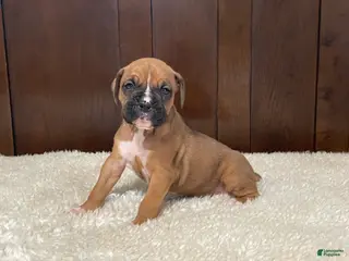 Boxer dogs Rocky - Ad 21