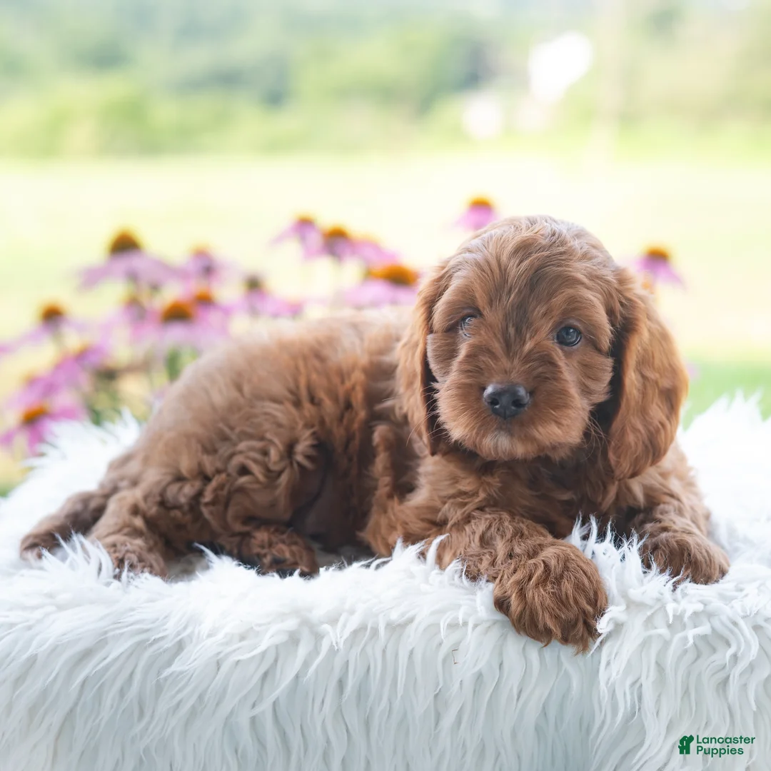 Cavapoo dogs for sale: Baylor  - Ad 2