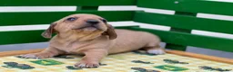 Miniature Dachshund dogs for sale: Shorty - Ad 5
