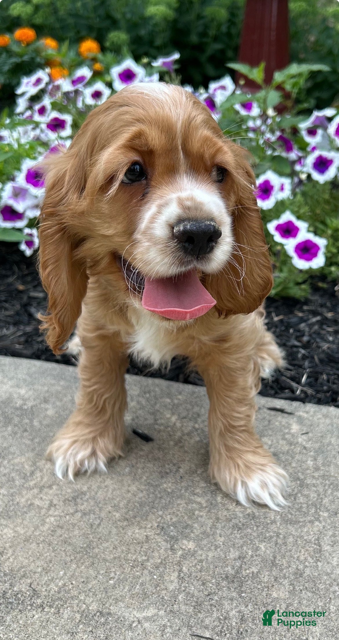 Cocker Spaniel dogs Andrew - Ad 1