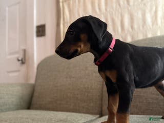 Doberman Pinscher dogs Oaklynn - Ad 41