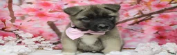 Akita dogs for sale: Braeburn - Ad 12