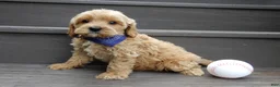 Cavapoo dogs for sale: Lance - Ad 5
