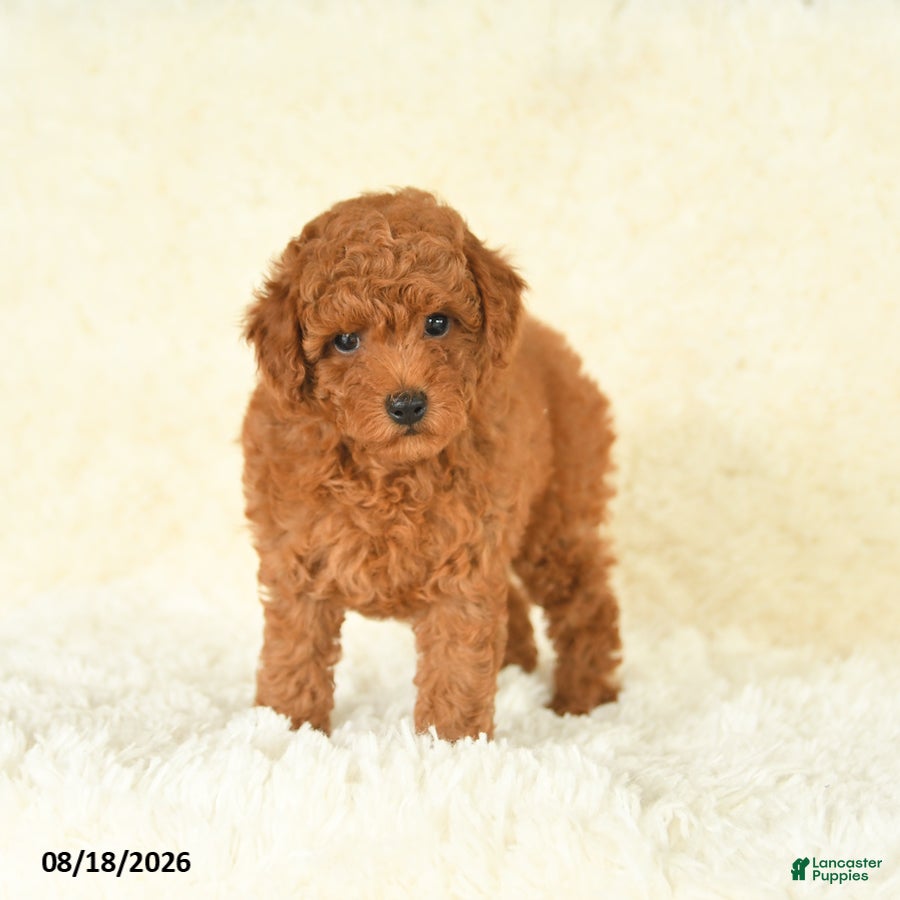 Toy Poodle dogs Scarlet - Ad 2