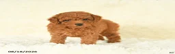 Toy Poodle dogs for sale: Scarlet - Ad 2