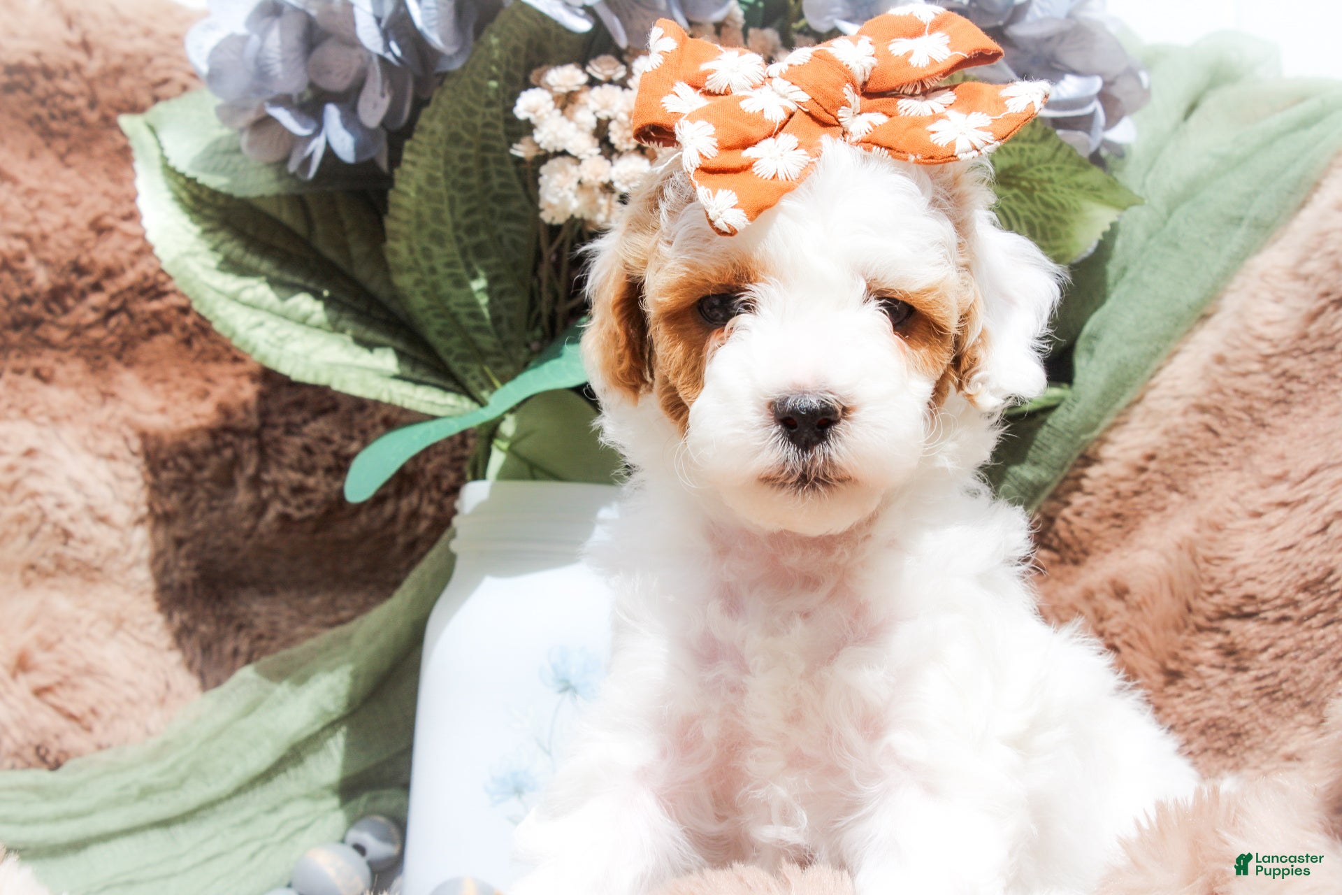 Mixed Breed dogs Skylar - Ad 40