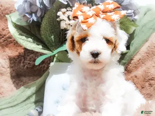 Mixed Breed dogs Skylar - Ad 40